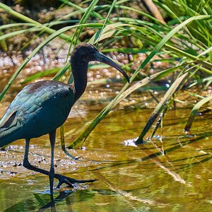 Glossy Ibis - Bombayhook NWF - 08192023 - 24- DN.jpg