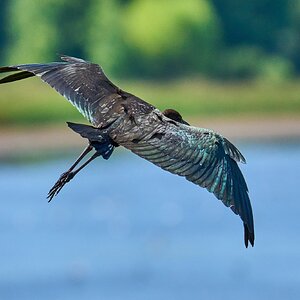 Glossy Ibis - Bombayhook NWF - 08192023 - 27- DN.jpg