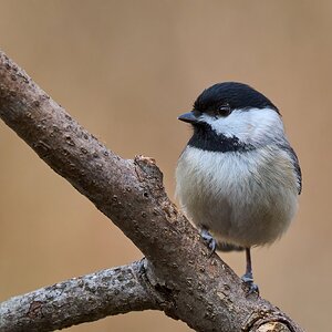 Carolina Chickadee - Ashland - 02022025 - 03 - DN.jpg