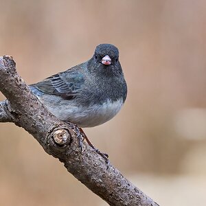 Dark-Eyed Junco - Ashland - 02022025 - 06 - DN.jpg