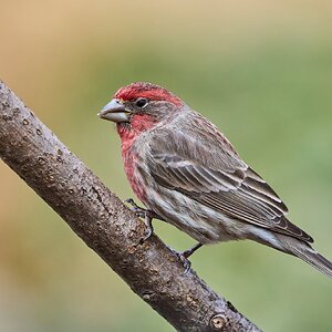 House Finch - Ashland - 02022025 - 06 - DN.jpg