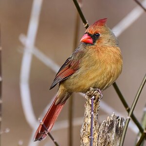 Northern Cardinal - Ashland - 02022025 - 02 - DN.jpg