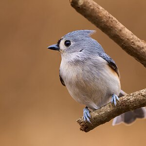 Tufted Titmouse - Ashland - 02022025 - 02 - DN.jpg