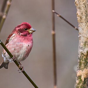 Purple Finch - Ashland - 02022025 - 07 - DN.jpg