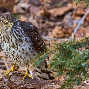 Cooper's Hawk - Ashland - 02022025 - 12 - DN.jpg