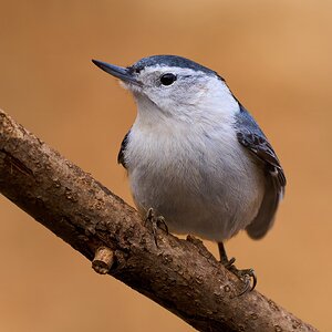 White-Breasted Nuthatch - Ashland - 02022025 - 08 - DN.jpg