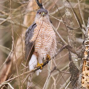 Cooper's Hawk - Ashland - 02022025 - 14 - DN.jpg