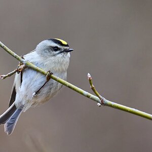 Golden-Crowned Kinglet - Ashland - 02022025 - 01 - DN.jpg