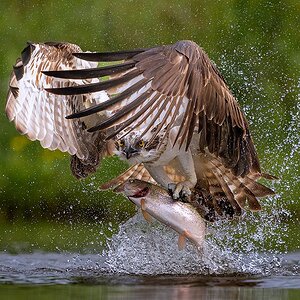 _DSC3633-ARW-Scottish_Wildlife_Portrait_Osprey_Fishing.jpg