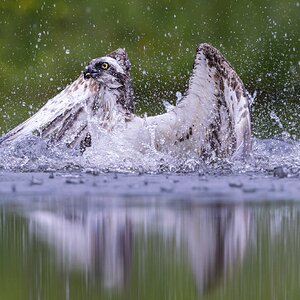 Aviemore_Osprey_15.jpg