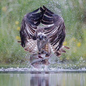 Aviemore_Osprey_15_3.jpg