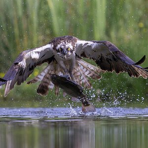 Osprey_01_14.jpg