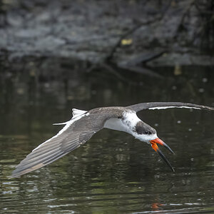 Black Skimmer01.jpg