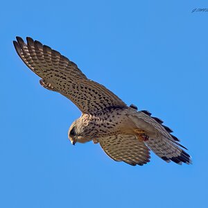 kestrel 2025 4 (5).jpg