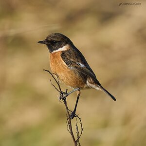 stonechat 2025 11.jpg