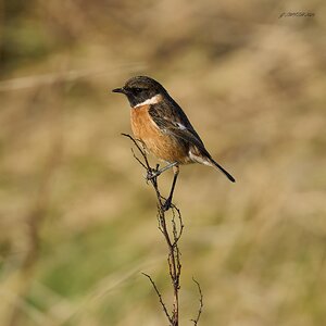 stonechat 2025 12.jpg