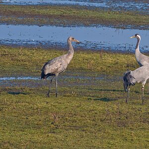 DSC08914 - Cranes.jpeg