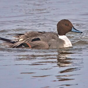 DSC08401 - Pintail.jpeg