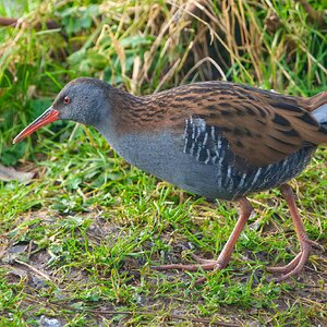 DSC08523 - Water Rail.jpeg