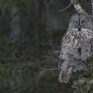 Great-Gray-Owl_DSC9854.jpg