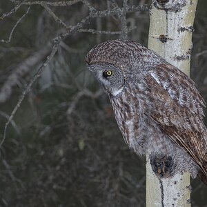 Great-Gray-Owl_DSC9865.jpg