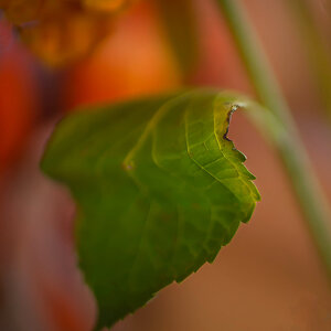 Green Leaf, Colorful Surroundings.jpeg