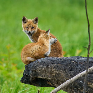 Fox Kit - BBHNWR - 05252020 - 04- DN.jpg