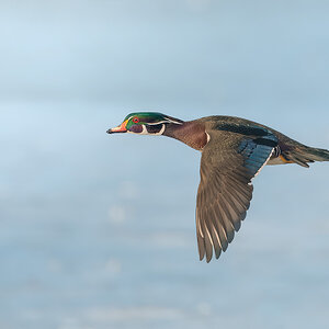 Wood-Duck_DSC5246-2.jpg