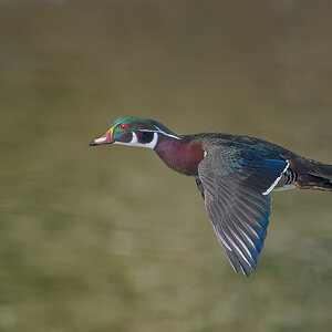 Wood-Duck_DSC6153-Edit.jpg