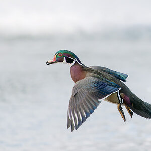 Wood-Duck_DSC6179-Edit.jpg