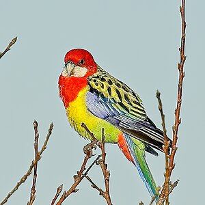 Eastern Rosella