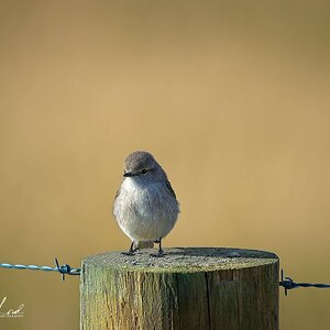 White-breasted Robin