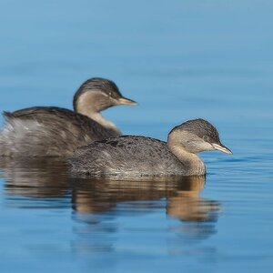 Hoary-headed Grebe