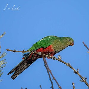 Female Australian King Parrot