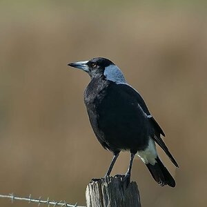 Australian Magpie