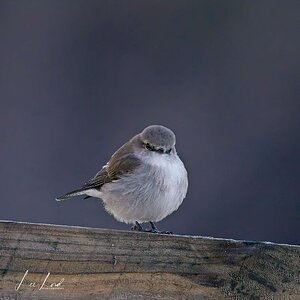 White-breasted Robin