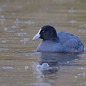 Eurasian Coote