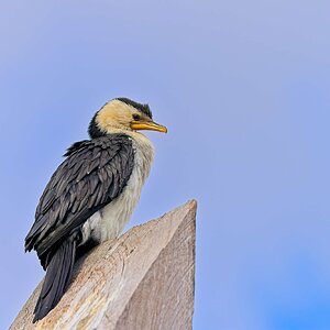 Little-pied Cormorant