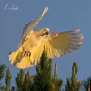 Sulphur Crested Cockatoo