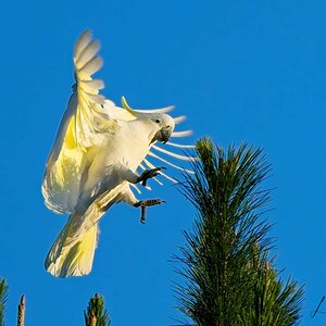 Sulphur Crested Cockatoo