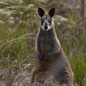 Swamp Wallaby