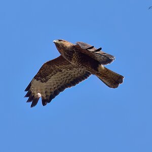 buzzard 2025 7.jpg