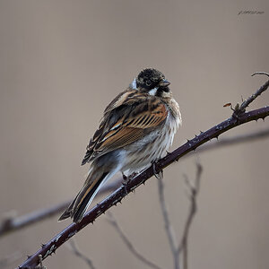 reed bunting 2025 2.jpg