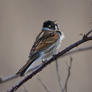 reed bunting 2025.jpg