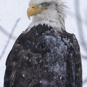 Bald Eagle_BLNC_02_15_25b (1 of 1).jpg