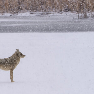 Coyote on the Frozen Lake_BLNC_02_15_25b2 (1 of 1).jpg