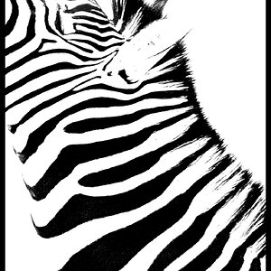 MarkDunsford2_Just Black and White Stripes.jpg