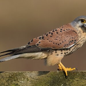 kestrel 2025 110.jpg