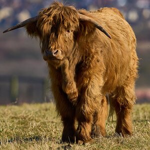 highland cow 2025 1.jpg