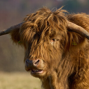 highland cow 2025 2.jpg